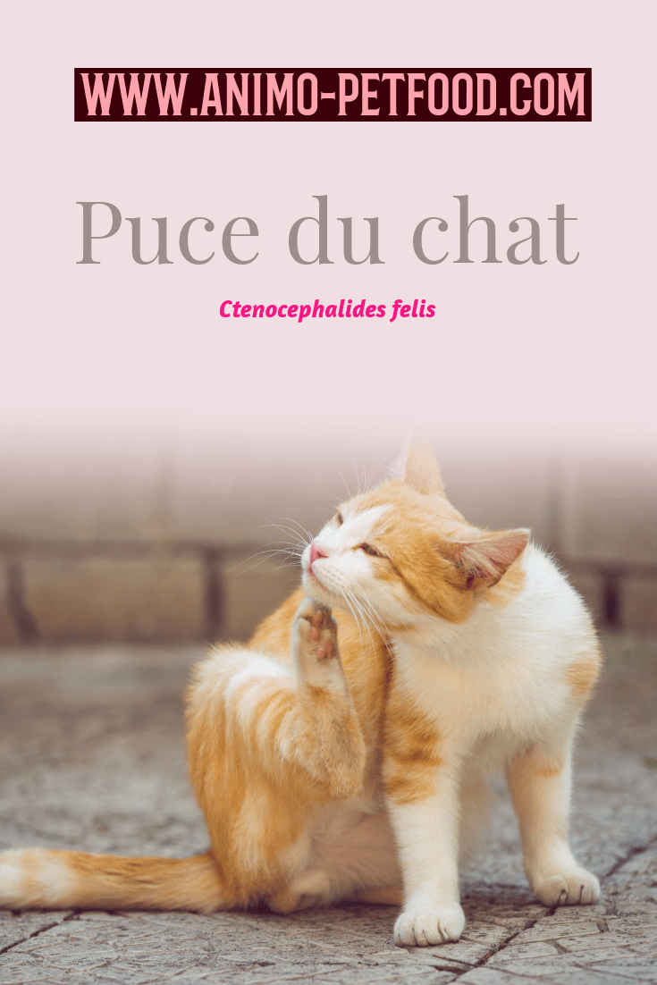 puce du chat